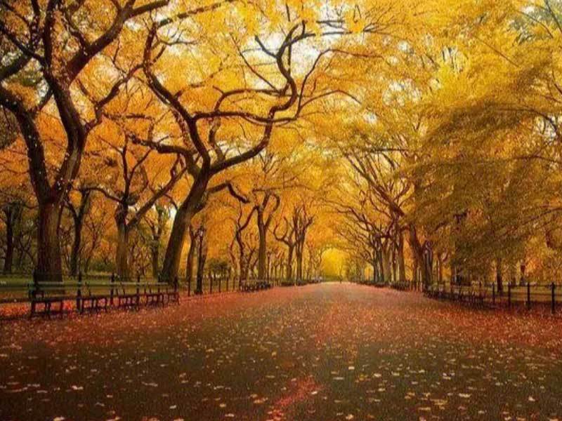 英雄联盟四川总决赛全球顶尖战队对决